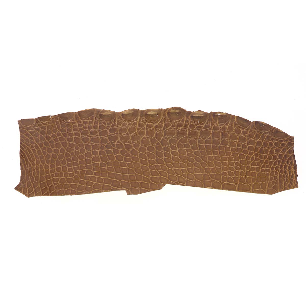 Découpe de flanc d'Alligator brillant - NOISETTE