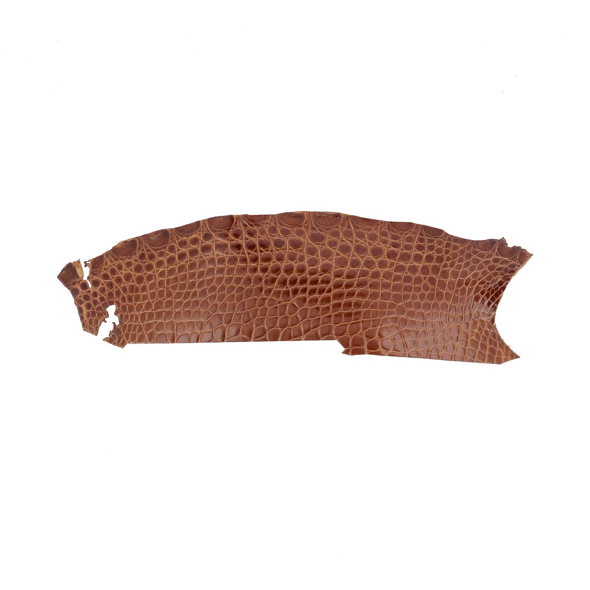 Découpe de flanc d'Alligator brillant - MIEL