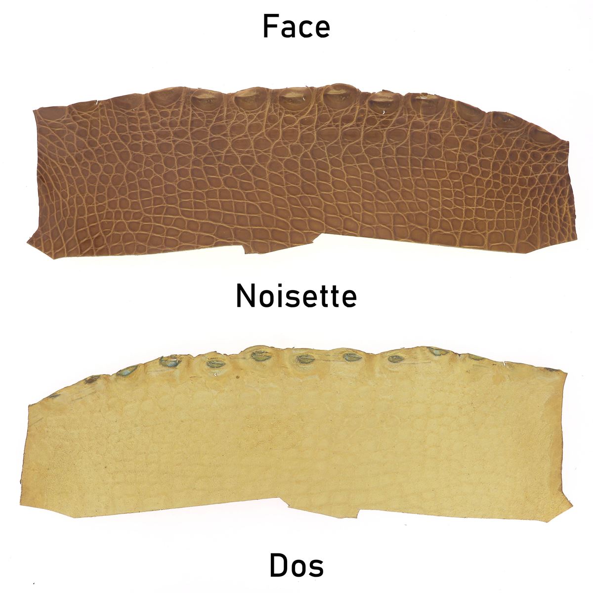 Flanc de cuir d'alligator brillant