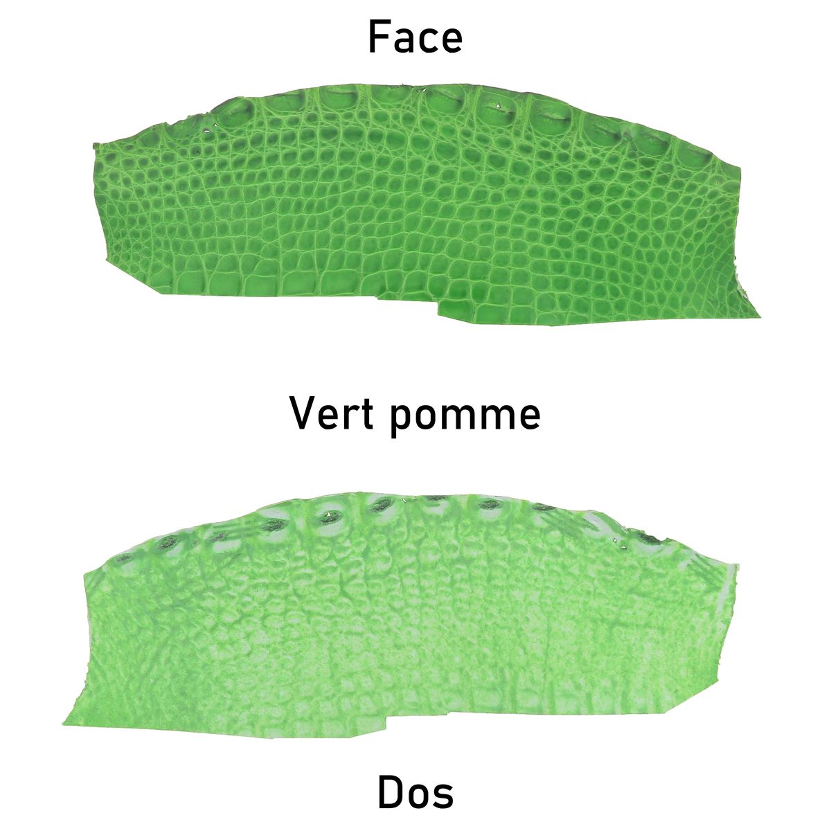 Flanc de cuir d'alligator brillant