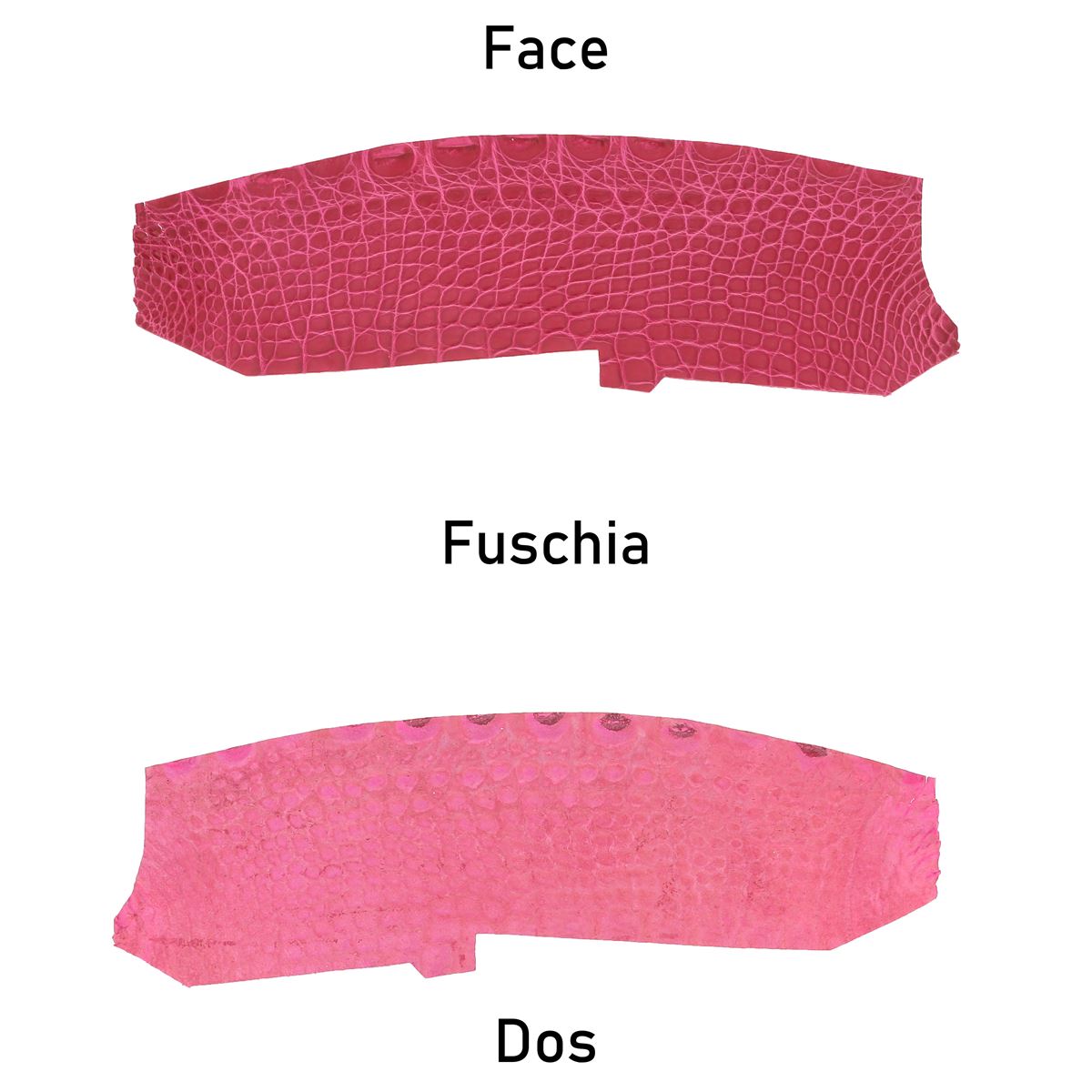 Flanc de cuir d'alligator brillant