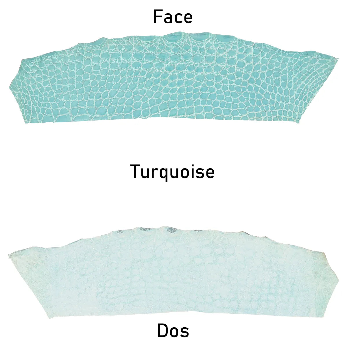 Morceau de cuir exotique turquoise brillant. Cuir d'alligator, matière ferme et fine idéale pour la création de maroquinerie et accessoire