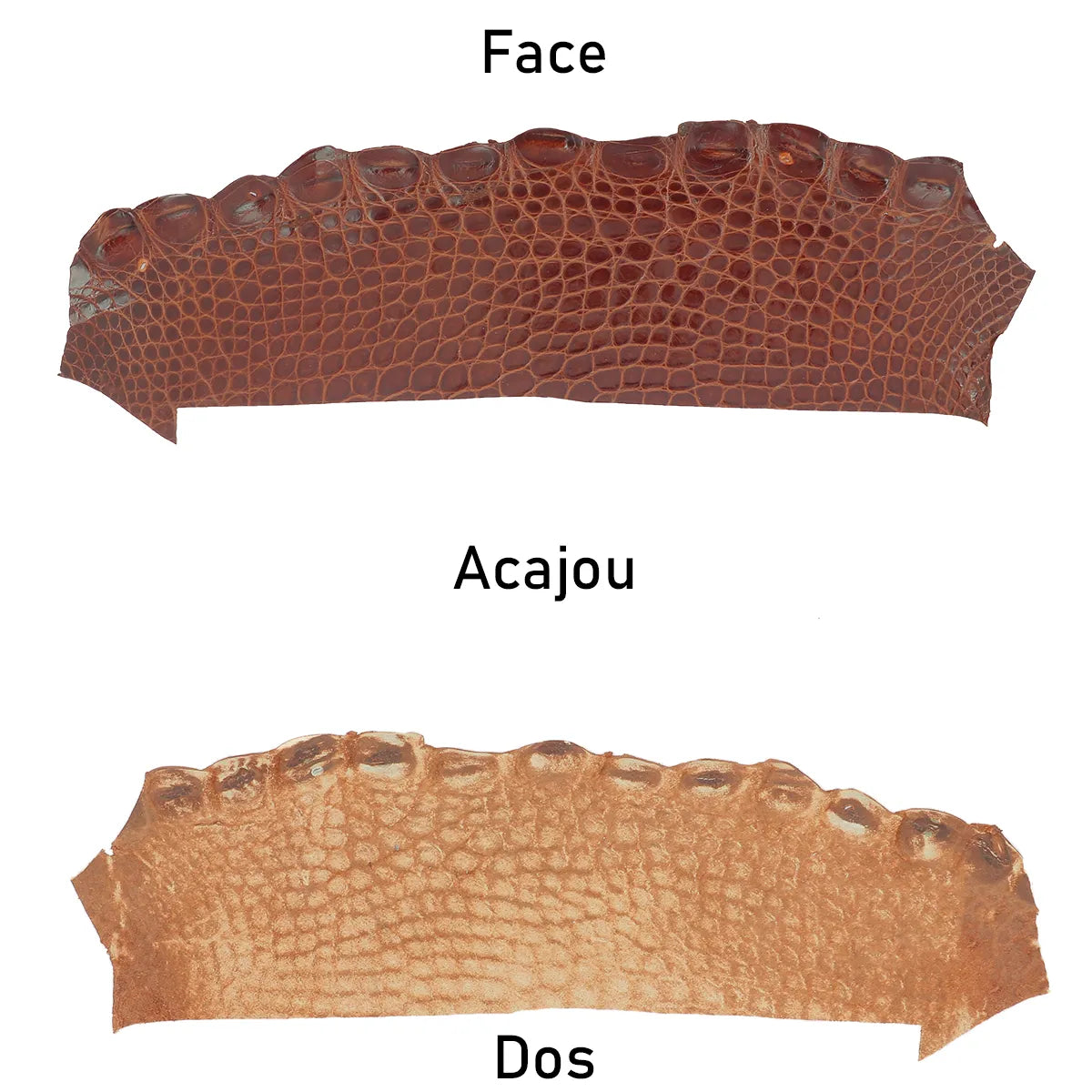 Cuir d'alligator marron brillant pour création de maroquinerie et bijoux
