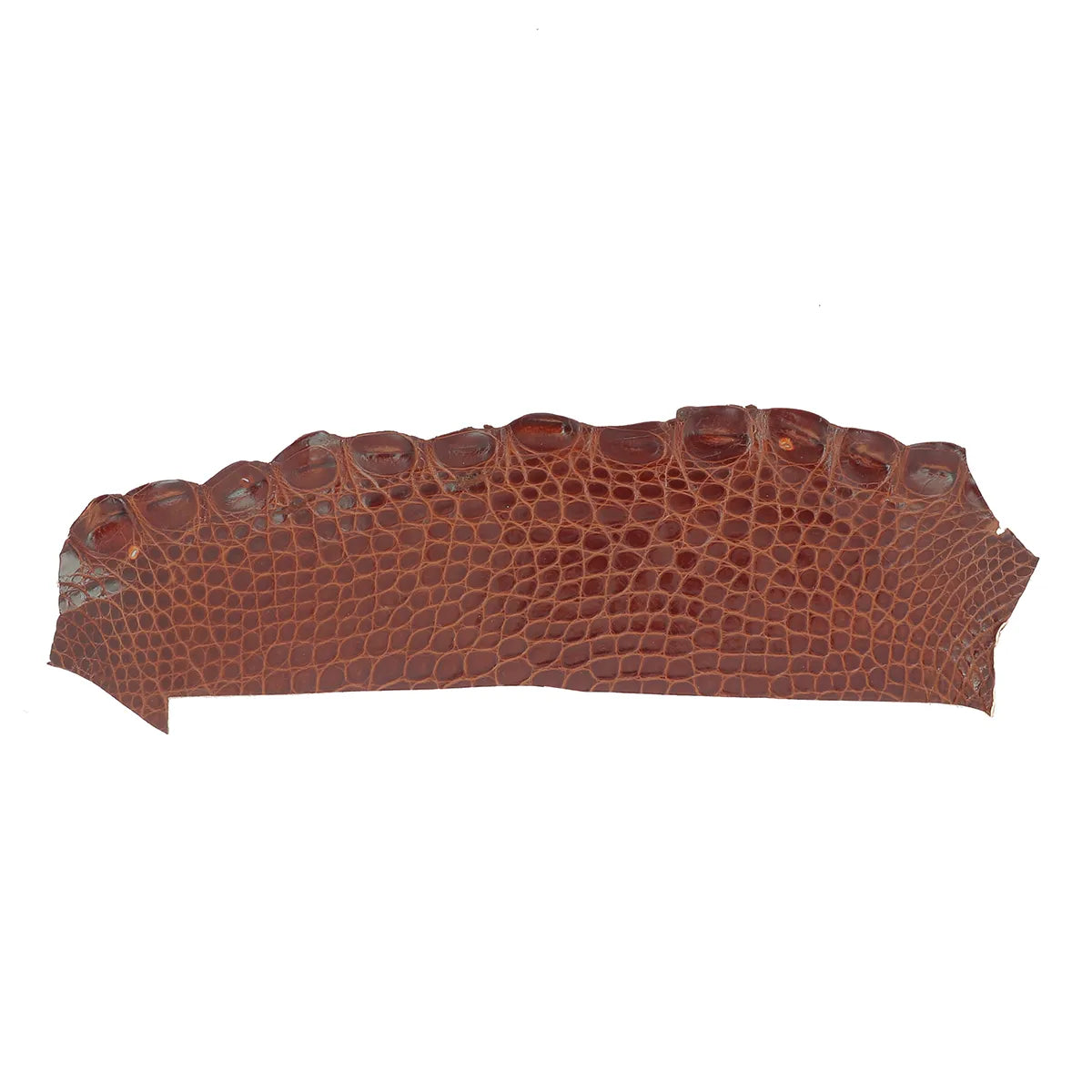 Cuir exotique marron acajou finition brillante. Peau d'alligator ferme pour création de bijoux, bracelet de montre...