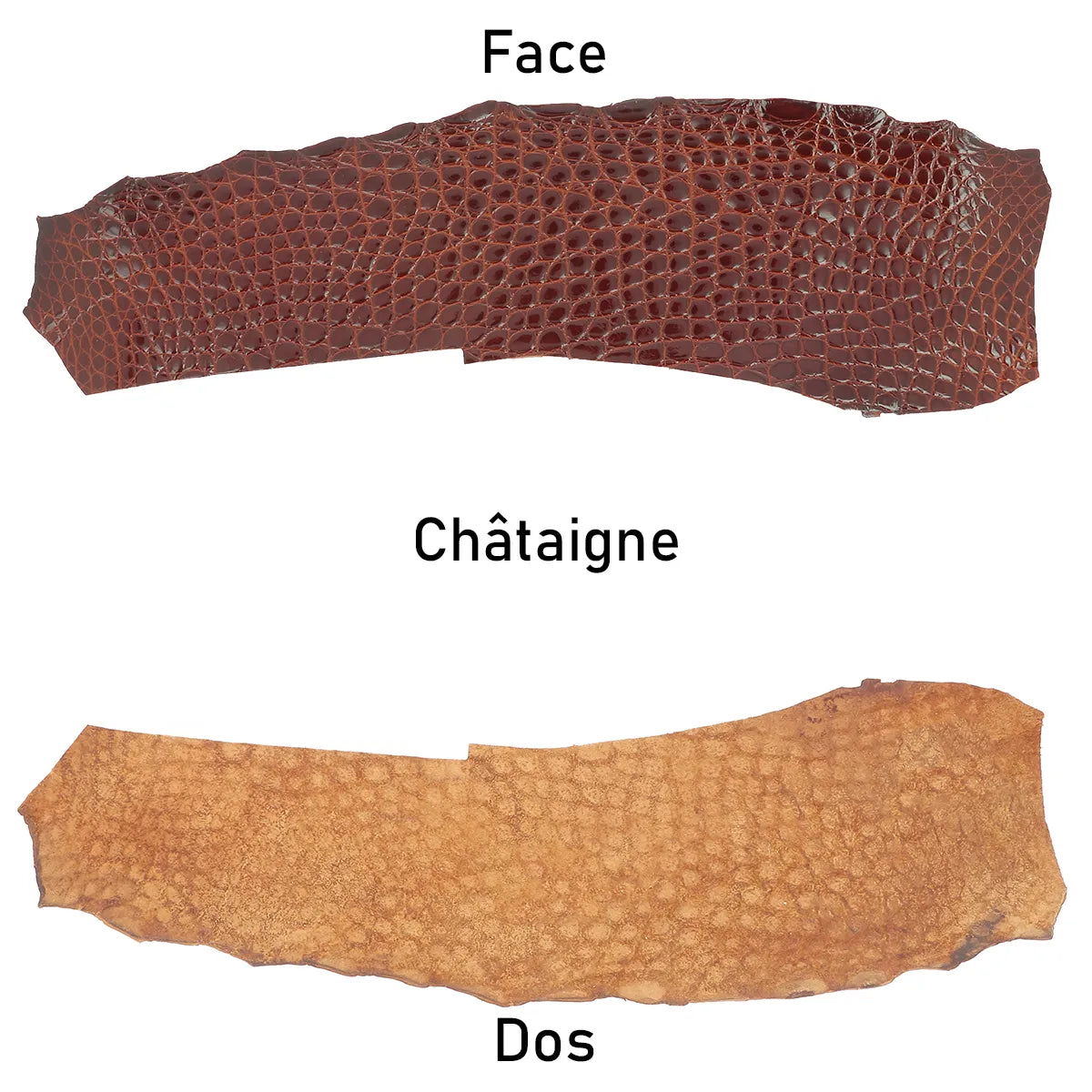 Morceau de cuir d'alligator marron brillant pour création originale et haut de gamme