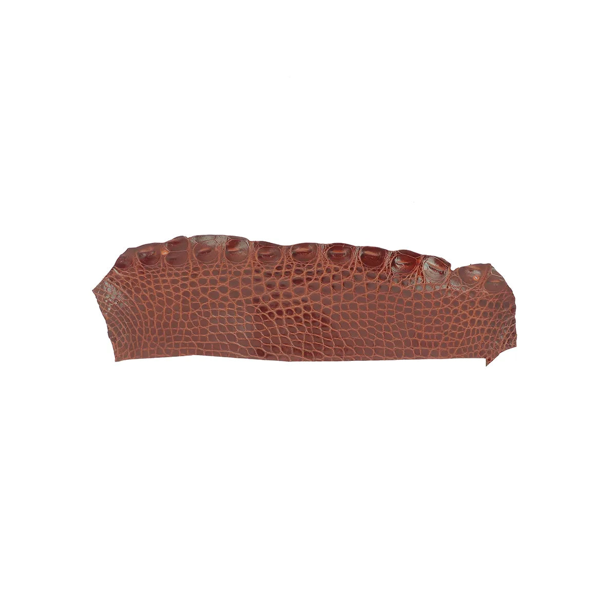 Petite découpe de flanc de cuir d'alligator marron châtaigne finition brillante