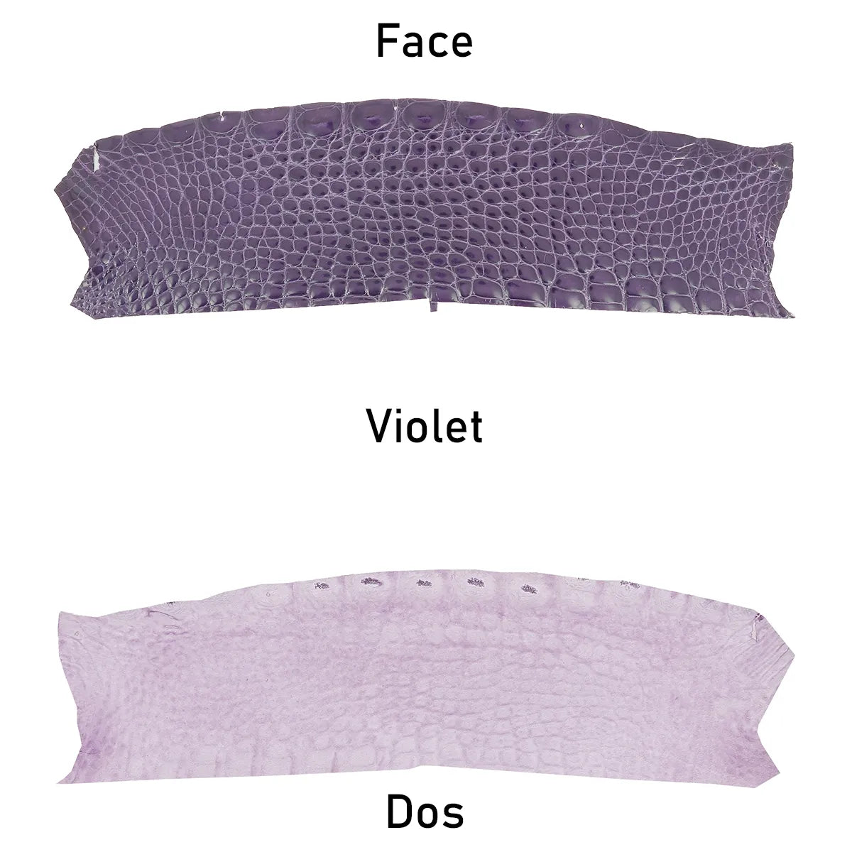 Découpe de flanc de cuir exotique violet brillant. Cuir ferme et fin idéal pour la création d'article haut de gamme