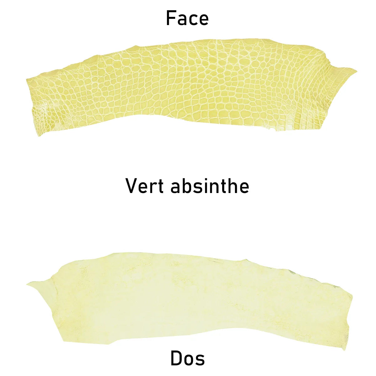 Cuir d'alligator vert absinthe en finition brillante. Cuir ferme idéal pour la création de bijoux et article haut de gamme