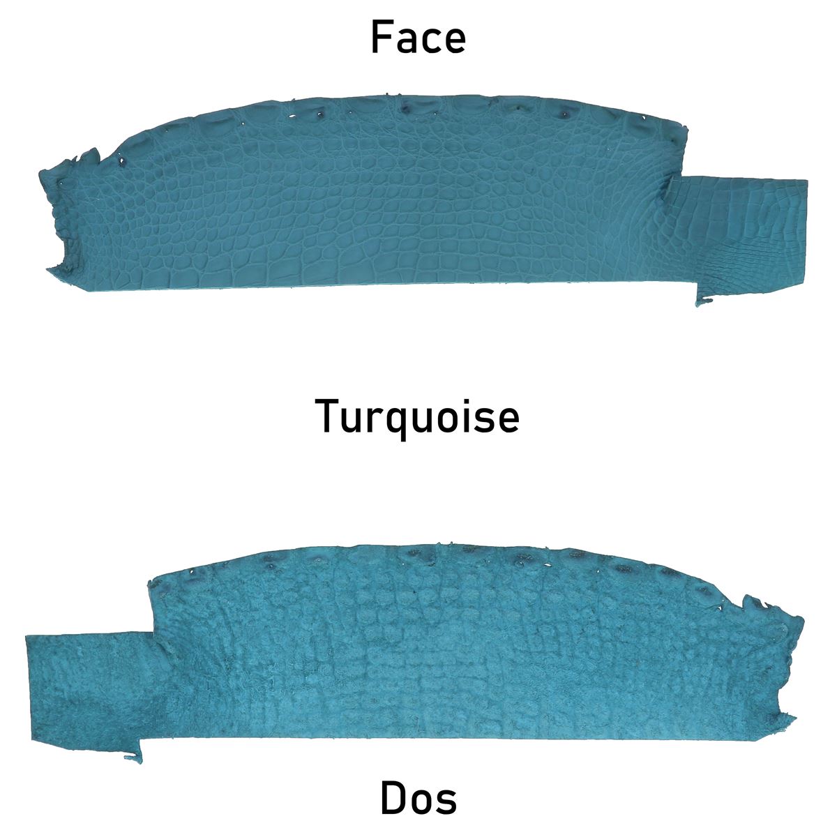 Flanc de cuir d'alligator mat