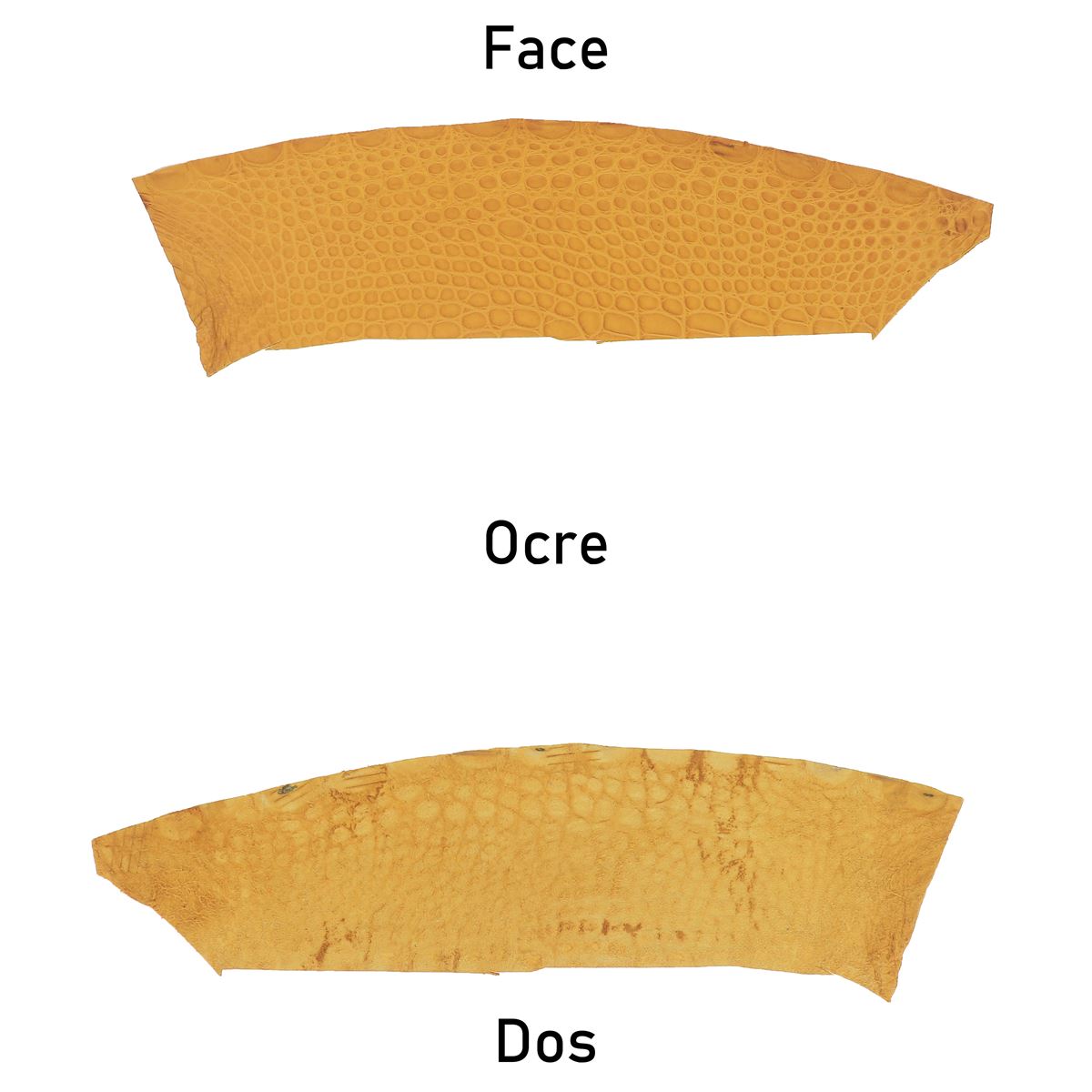 Flanc de cuir d'alligator mat