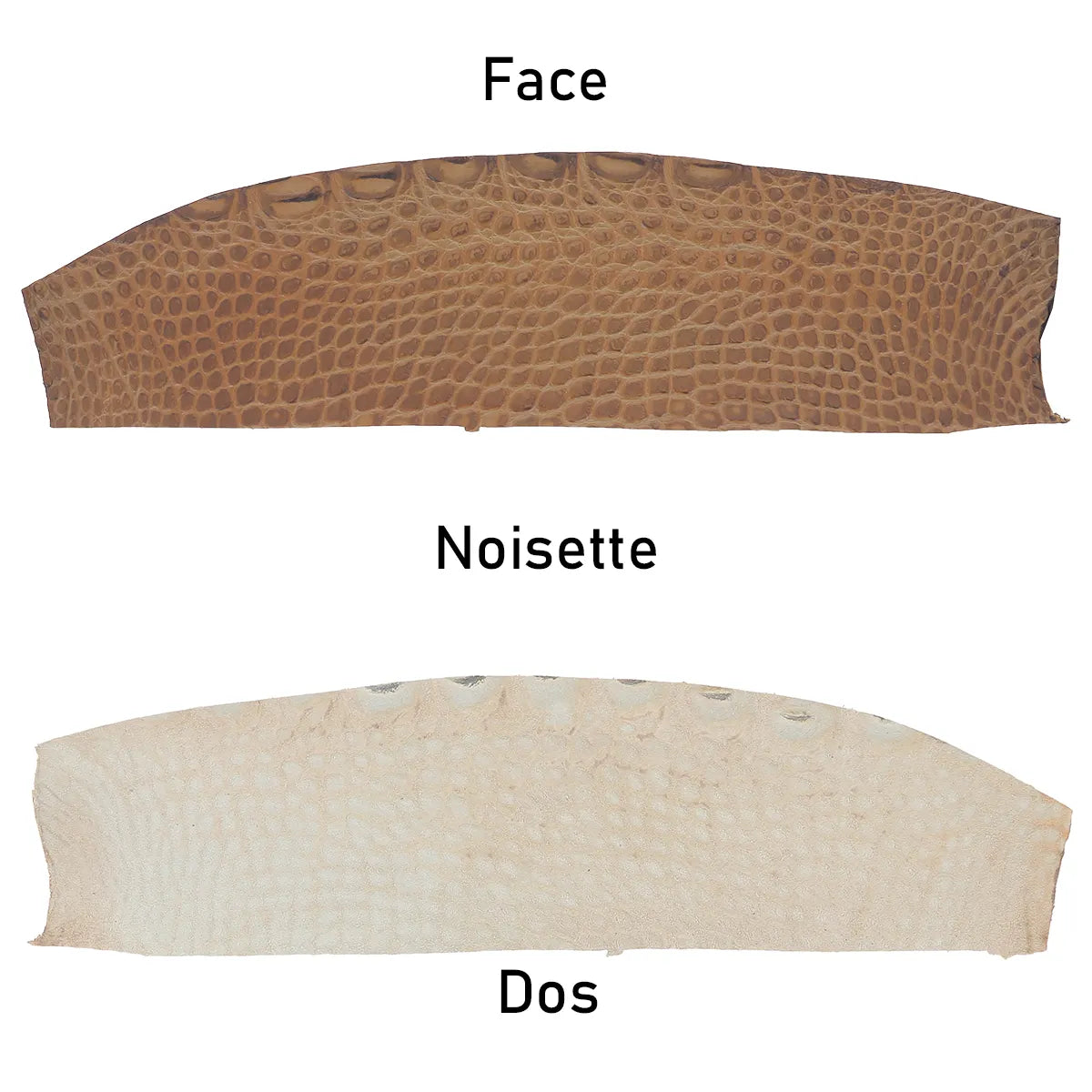 Morceau de flanc de cuir d'alligator marron noisette en finition mate. Cuir ferme et fin idéal pour réaliser de la petite maroquinerie, des porte-clés, des bijoux...