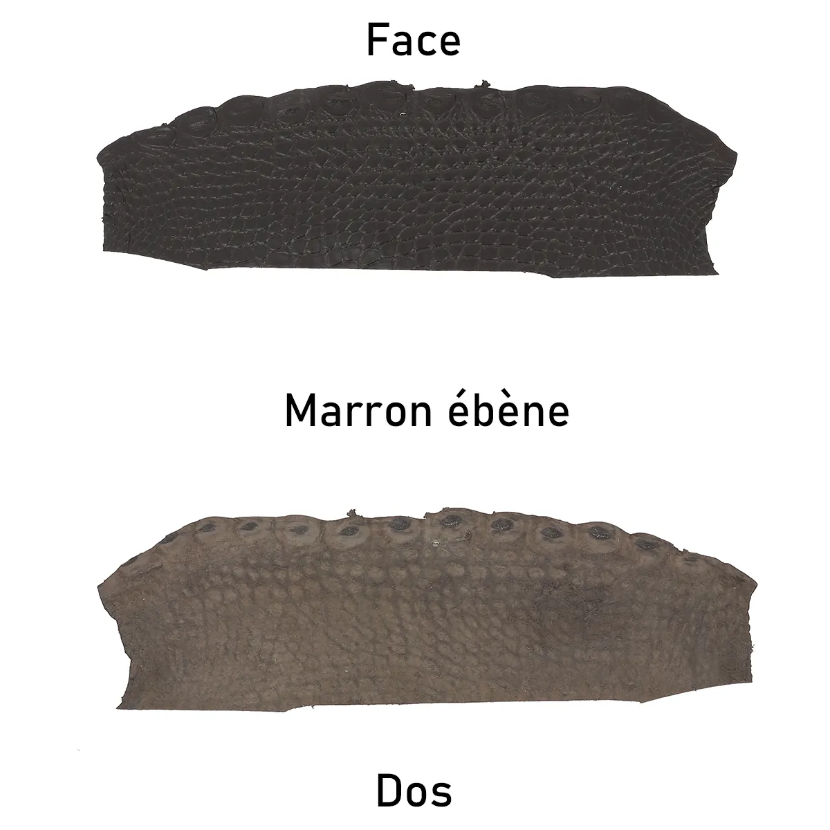 Flanc de cuir d'alligator marron foncé, côté face et côté dos du cuir