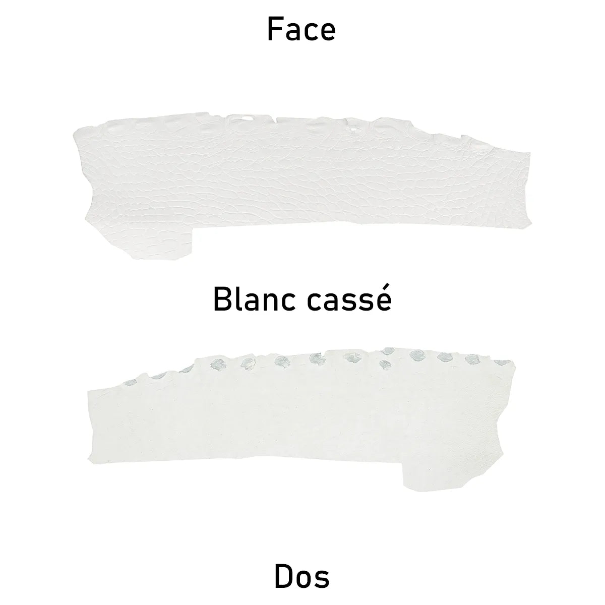 Cuir exotique d'alligator blanc mat. Découpe d'alligator vue de face et de dos, disponible en deux tailles