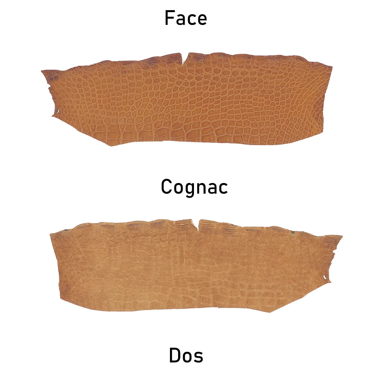 Peau de cuir d'alligator couleur marron cognac en finition mate. Cuir exotique vue de face et vue de dos