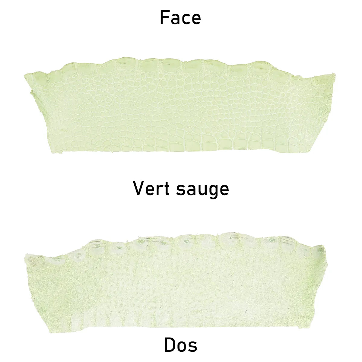 Flanc de cuir d'alligator vert sauge finition mate