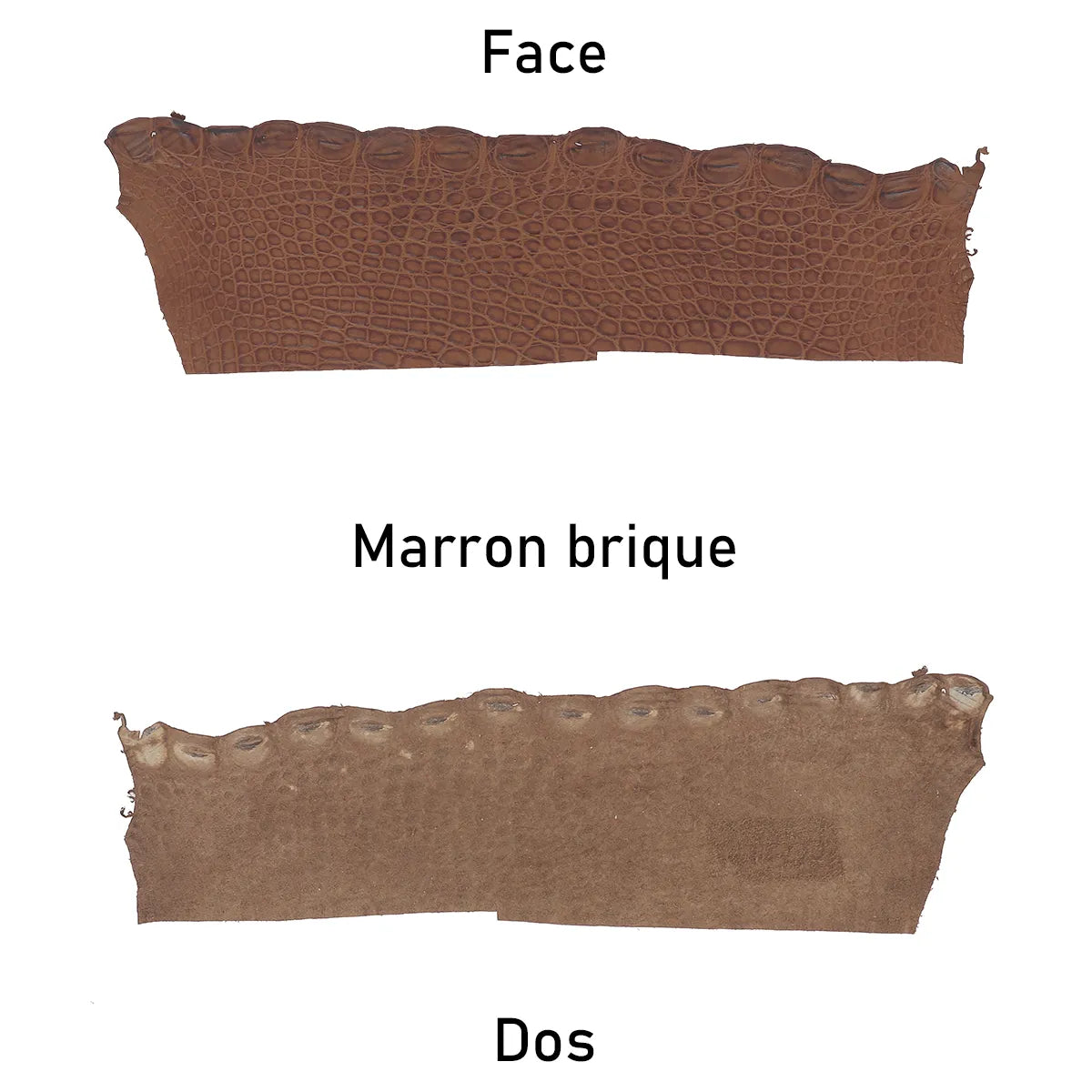 Cuir d'alligator marron, côté face et côté dos. Flanc d'alligator pour utilisation de bracelet de montre, bijoux, petite maroquinerie, porte-clés...