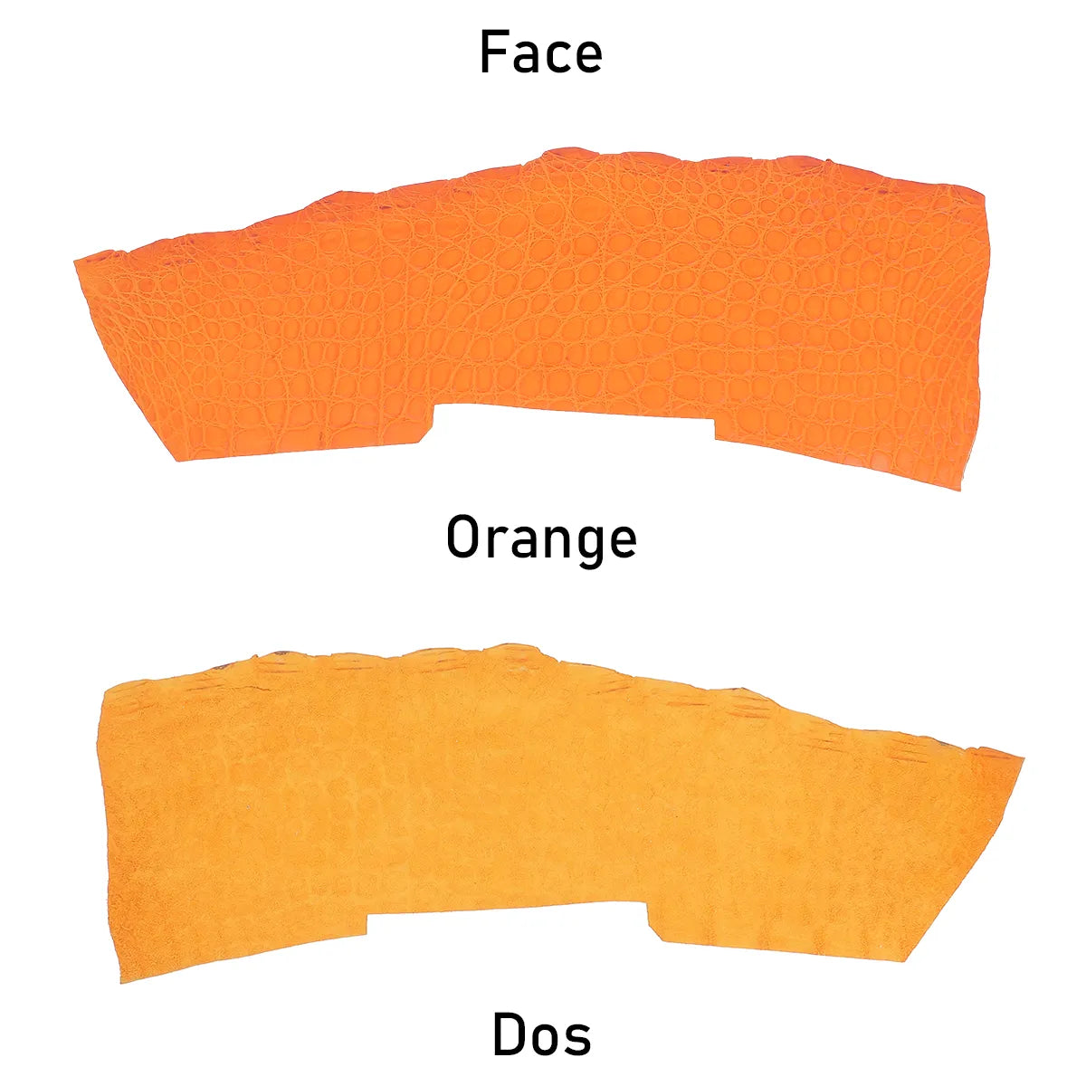 Flanc exotique de cuir d'alligator couleur orange finition mate. 