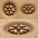 Matoir pour repoussage du cuir sur tannage végétal - J306