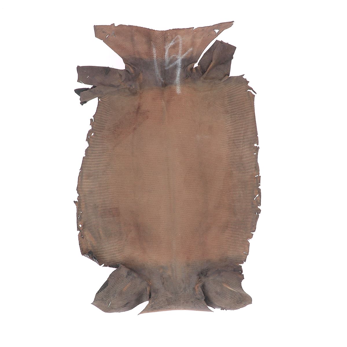 Peau de cuir de lézard - BRUN FONCÉ BRILLANT O81 - 17cm - 2'choix - Deco Cuir