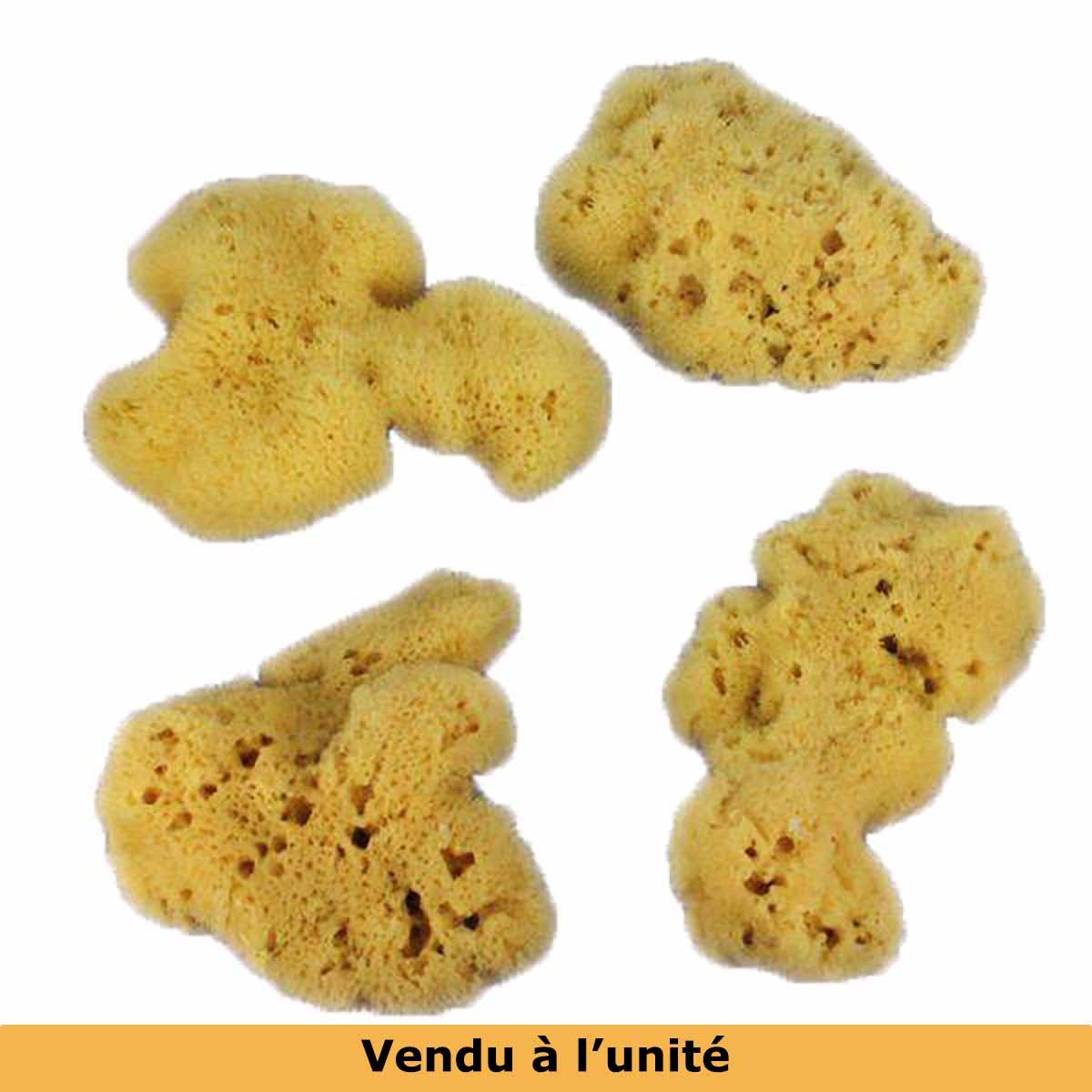 Éponge 100% naturelle - Groupex600.jpg
